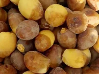 خرما برحی