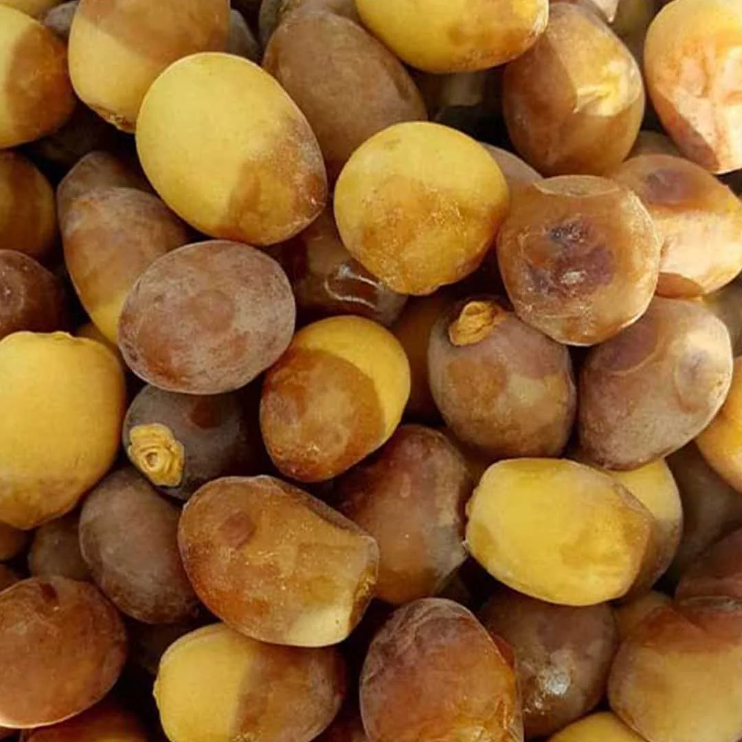خرما-برحی خرما برحی