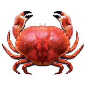 خرچنگ