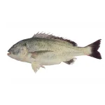 ماهی صبیتی (چندال/جهرو/جاهرو)