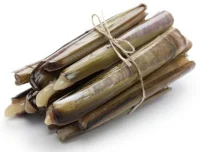 صدف استوانه ای