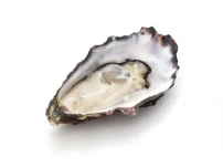 صدف اویستر یا صدف چروک