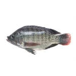 ماهی تیلاپیا