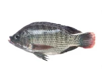 ماهی تیلاپیا