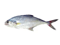 ساروم