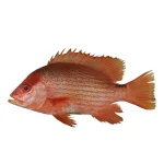 ماهی سرخو بوشهر