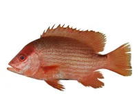 ماهی سرخو بوشهر