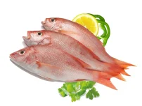 ماهی سلطان ابراهیم گندمو