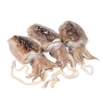 ماهی مرکب تازه جنوب (انکاس)