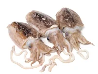 ماهی مرکب تازه جنوب (انکاس)