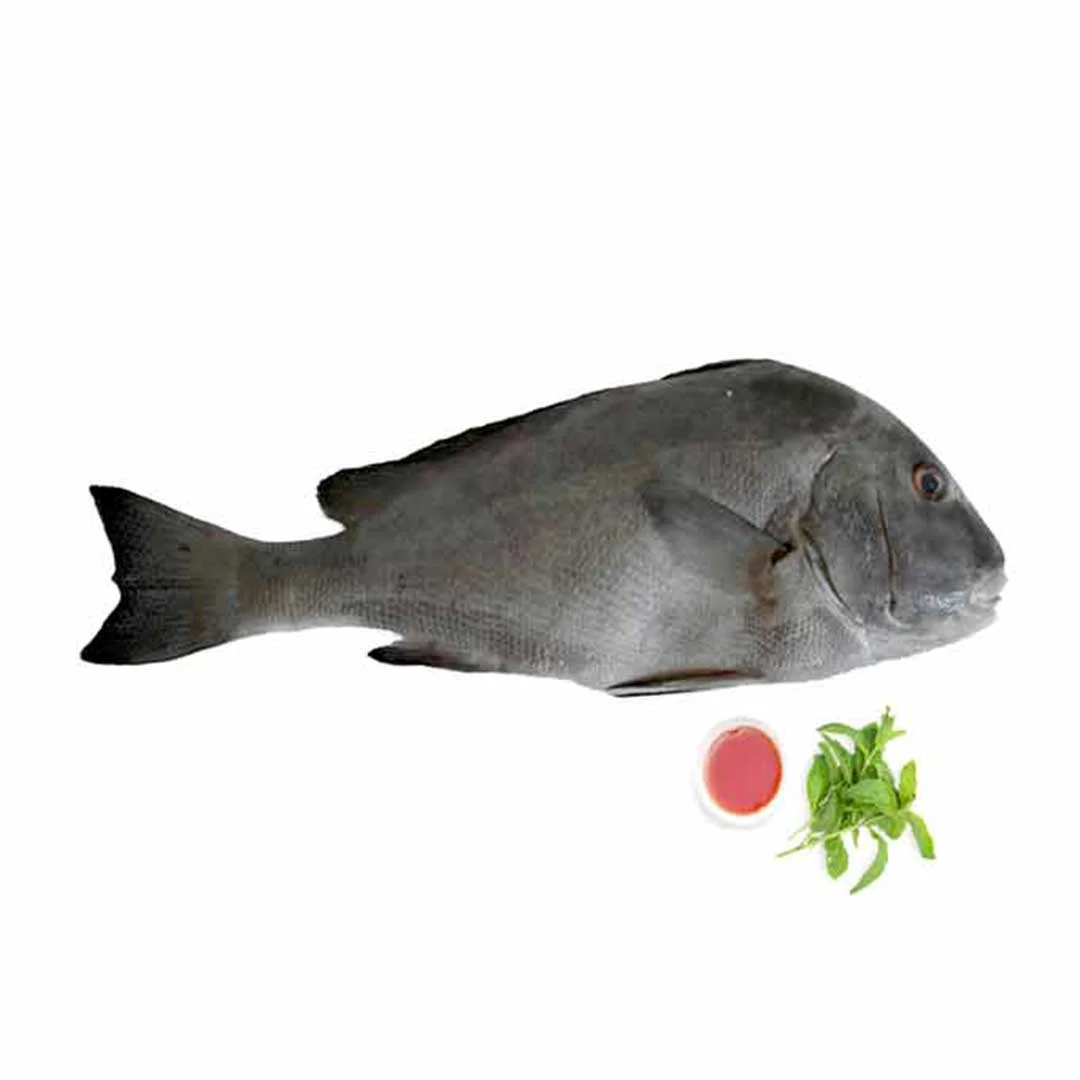 ماهی_خنو خنو خاکستری