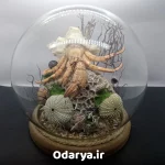 گوی شبرنگ دریایی