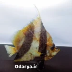 تاکسیدرمی ماهی سه نواری زیبا