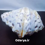 صدف تزیینی دو کفه ای