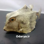 تاکسیدرمی ماهی دکوری