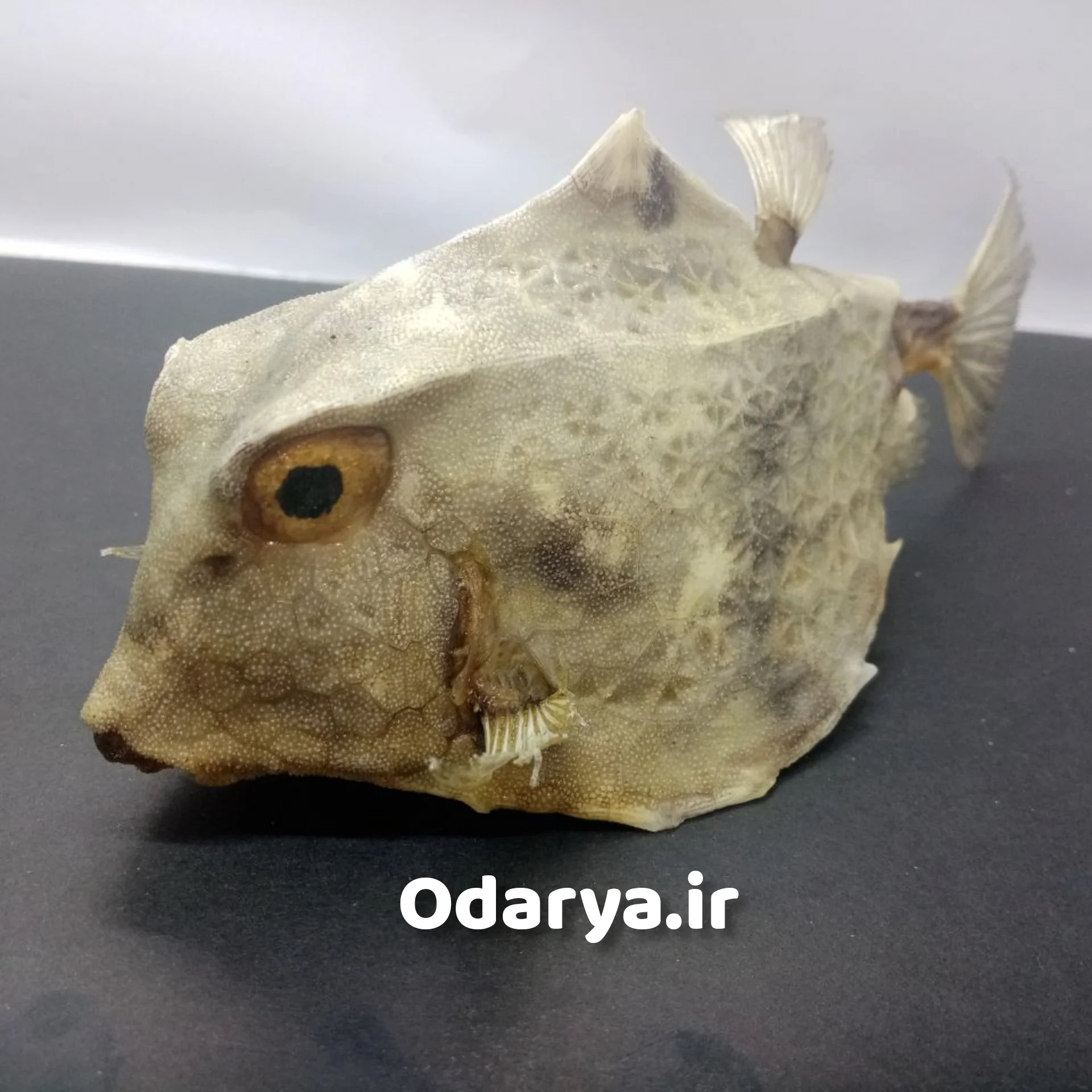 ماهی تاکسیدرمی دکوری تاکسیدرمی ماهی دکوری - تصویر 1