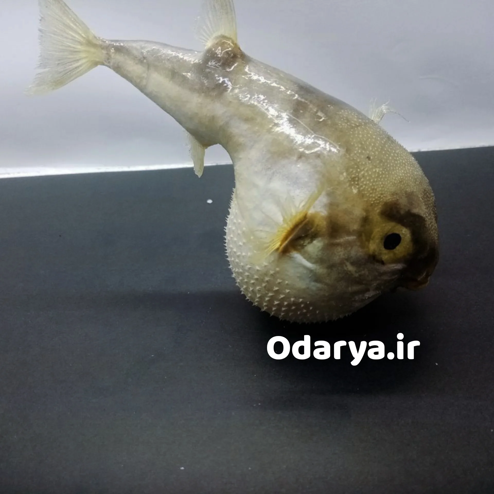 دکوری ماهی تاکسیدرمی تاکسیدرمی ماهی دکوری تزیئنی - تصویر 1