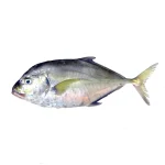 جش سفید