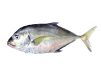 جش سفید