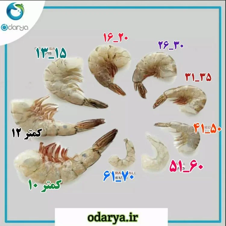 اعداد میگو