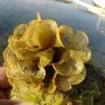 خرید ماکروجلبک پادینا